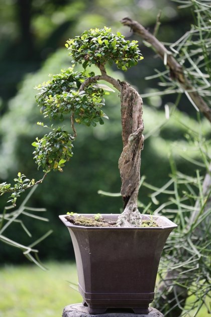 Bài trí cây cảnh ngày Tết Bài trí cây cảnh ngày Tết